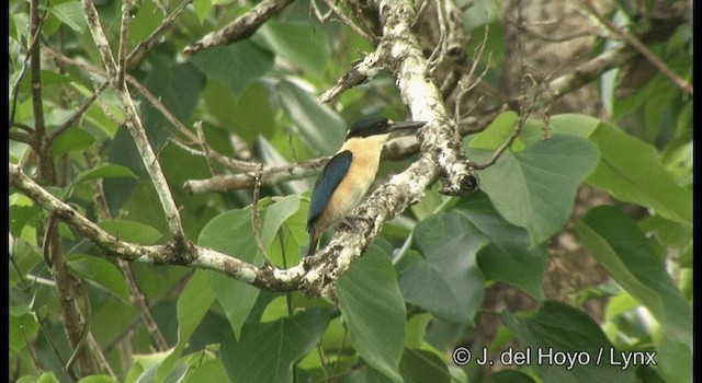 Melanesian Kingfisher (Bougainville-Guadalcanal) - ML201330911