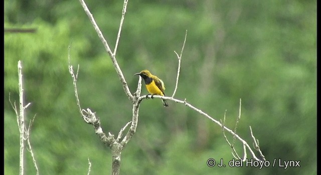 Sahul Sunbird - ML201330951