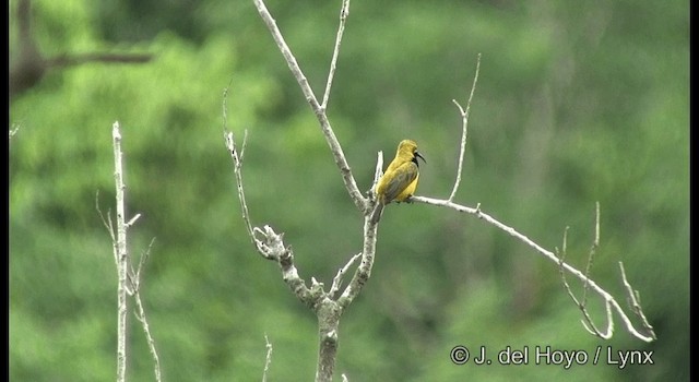 Sahul Sunbird - ML201330961