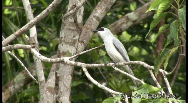 White-bellied Cuckooshrike - ML201330991