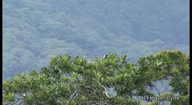 Pale Mountain-Pigeon - ML201331051