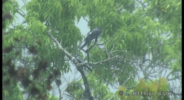 シラヒゲカンムリアマツバメ - ML201331061