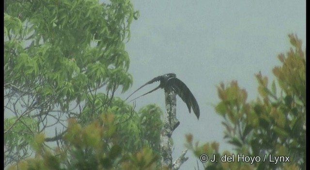 シラヒゲカンムリアマツバメ - ML201331071