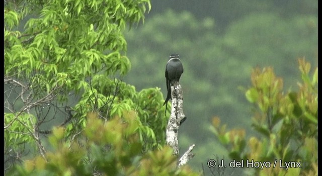 Moustached Treeswift - ML201331081