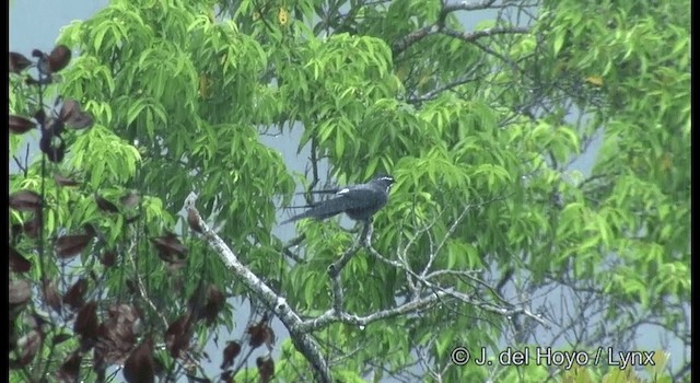 Moustached Treeswift - ML201331091