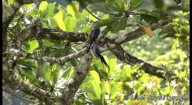 シラヒゲカンムリアマツバメ - ML201331101