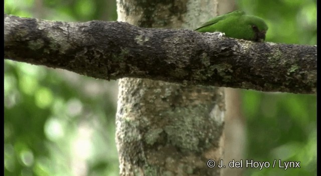 Finsch's Pygmy-Parrot - ML201331141