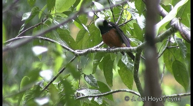 White-capped Monarch - ML201331201