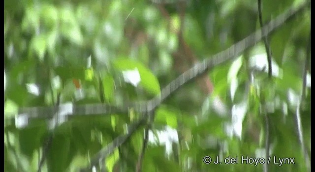 White-capped Monarch - ML201331211