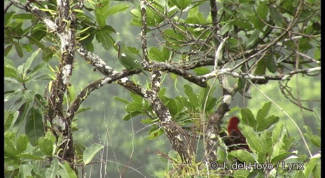 Красногрудый фруктовый голубь - ML201331241