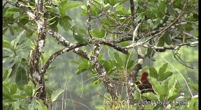 Tilopo Pechirrojo - ML201331241