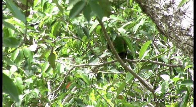 新幾內亞彩虹吸蜜鸚鵡 - ML201331271