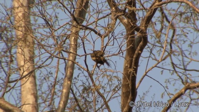 Black-crested Bulbul - ML201331281