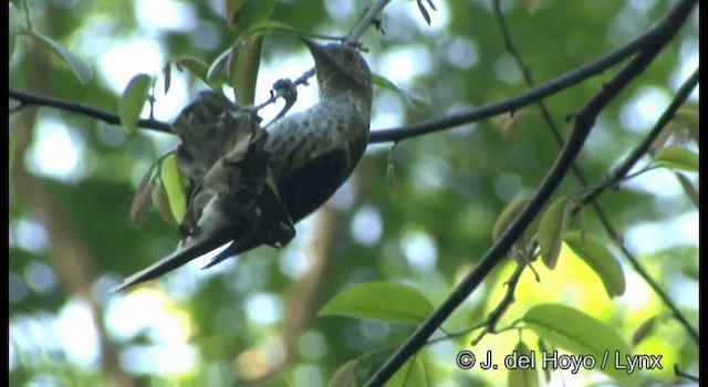 Sharpbill - ML201331291