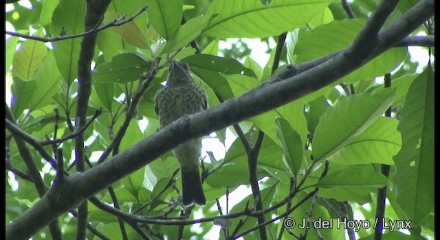 Sharpbill - ML201331301