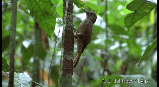 White-chinned Woodcreeper - ML201331391