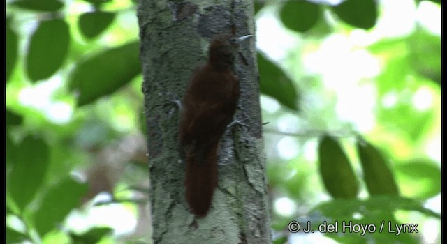 White-chinned Woodcreeper - ML201331401