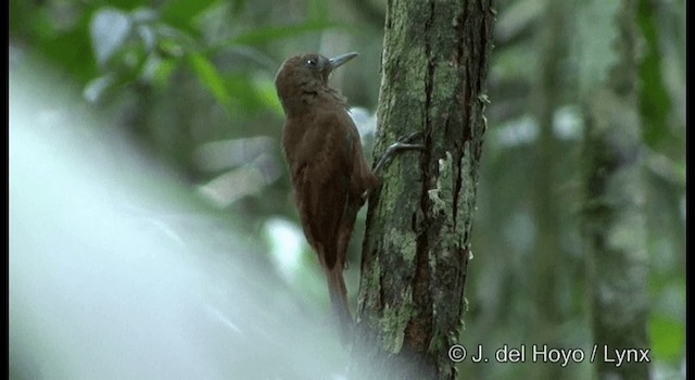 White-chinned Woodcreeper - ML201331411