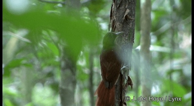 White-chinned Woodcreeper - ML201331421