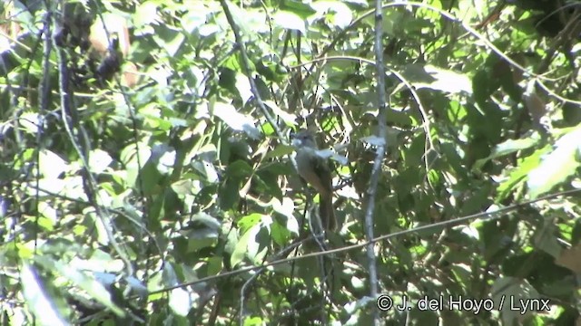 Ochraceous Bulbul - ML201331461