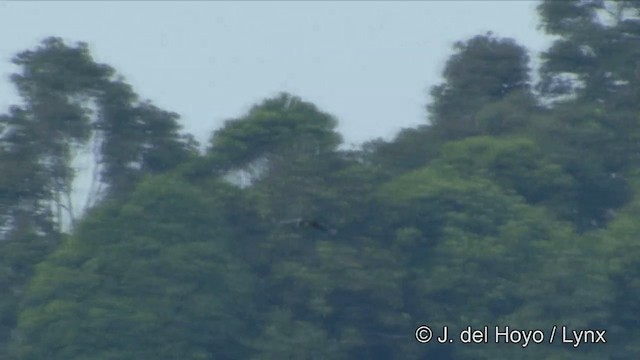 Белоклювая птица-носорог - ML201331471