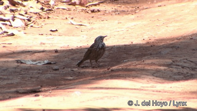 Pipit à dos olive - ML201331481