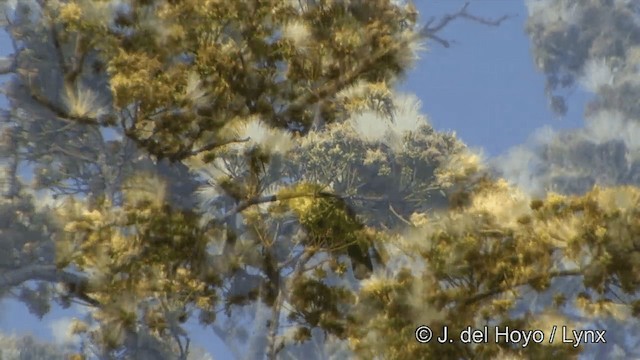 Blue-winged Leafbird - ML201331511