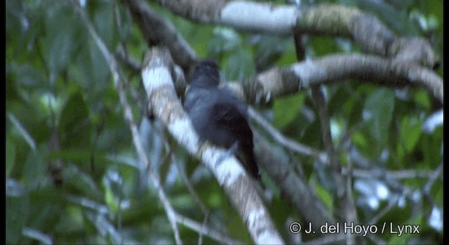 Blackish-gray Antshrike - ML201331601