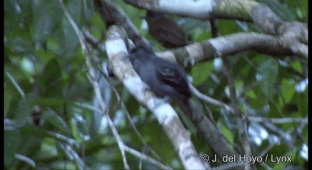 Blackish-gray Antshrike - ML201331621