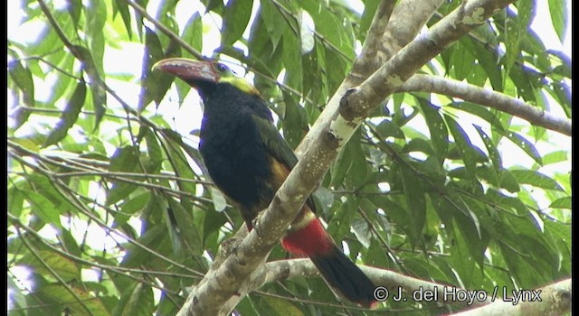 Toucanet de Natterer - ML201331631