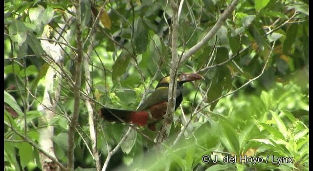 Tawny-tufted Toucanet - ML201331691
