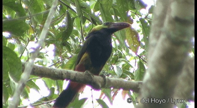 Toucanet de Natterer - ML201331701