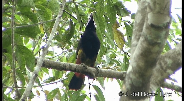 Toucanet de Natterer - ML201331711