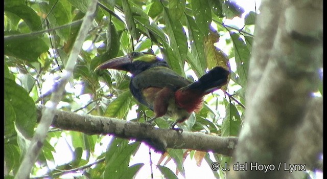 Tawny-tufted Toucanet - ML201331721