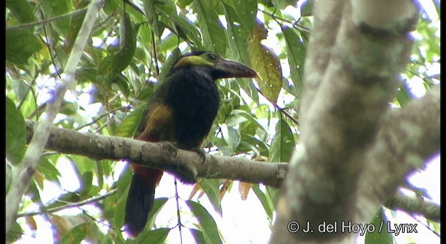 Toucanet de Natterer - ML201331731