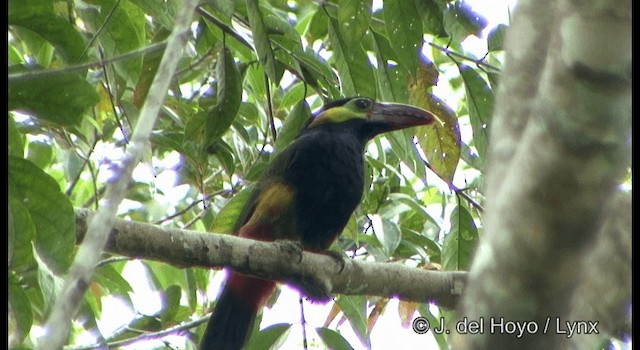 Toucanet de Natterer - ML201331741