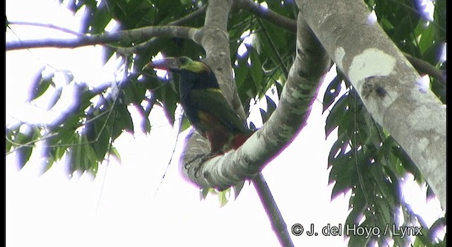 Tawny-tufted Toucanet - ML201331751