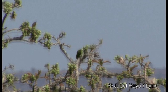 Vernal Hanging-Parrot - ML201331761