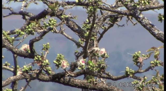 Vernal Hanging-Parrot - ML201331771