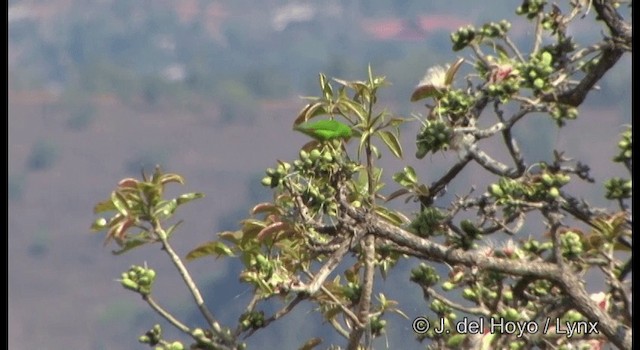 Vernal Hanging-Parrot - ML201331781