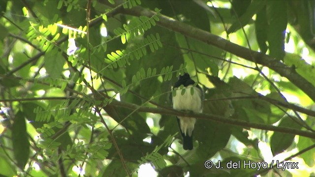 Blue-and-white Flycatcher - ML201331791