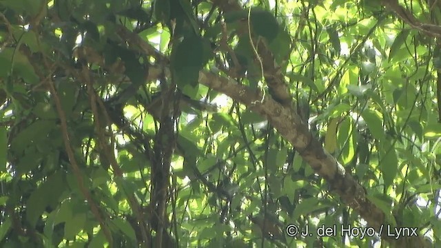 White-cheeked Laughingthrush - ML201331801