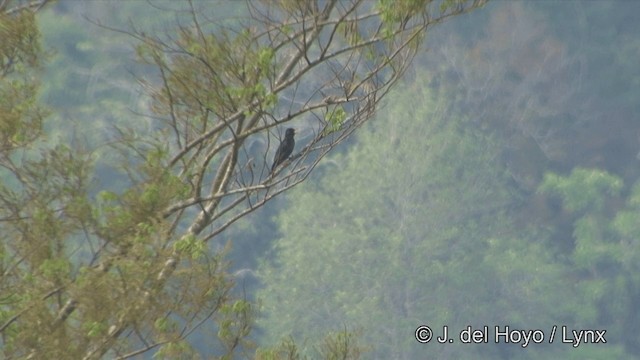 Bulbul Negro (grupo psaroides) - ML201331831