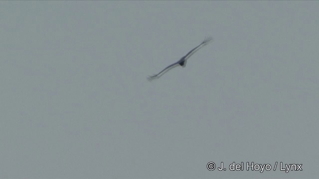 Aigle noir - ML201331841