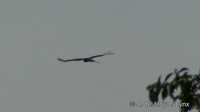 Águila Milana - ML201331851