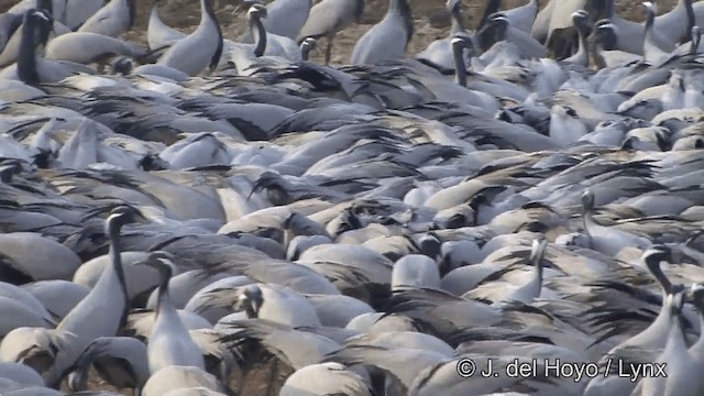 Demoiselle Crane - ML201332021