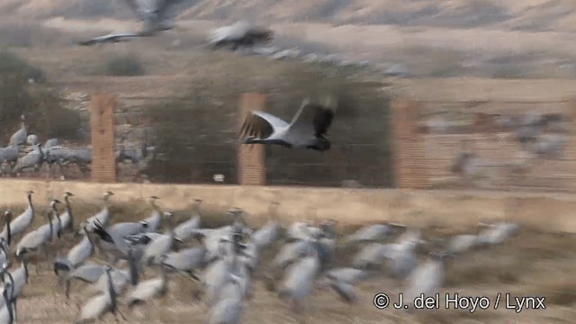 Demoiselle Crane - ML201332031