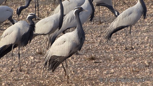 Demoiselle Crane - ML201332041