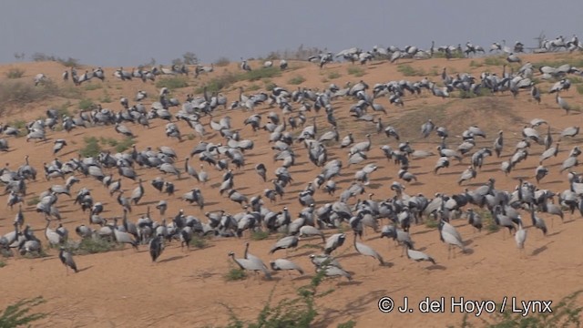 Demoiselle Crane - ML201332061