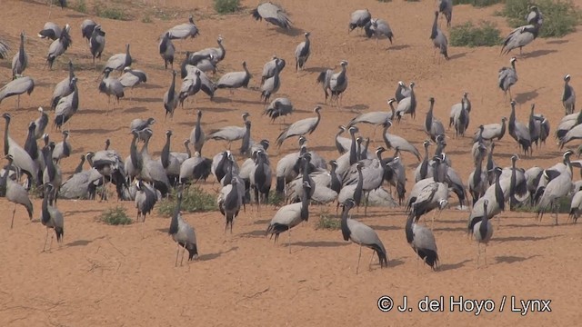 Demoiselle Crane - ML201332071